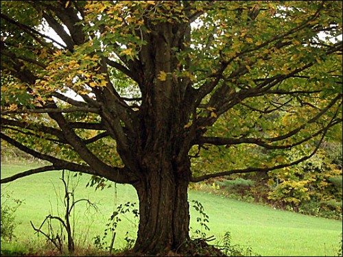 sug-maple-tree sug-maple-tree